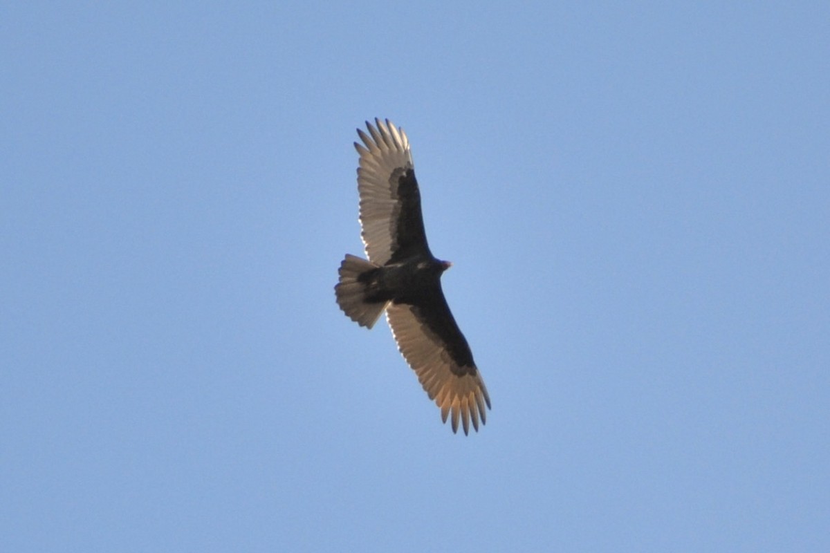 Turkey Vulture - ML645923014