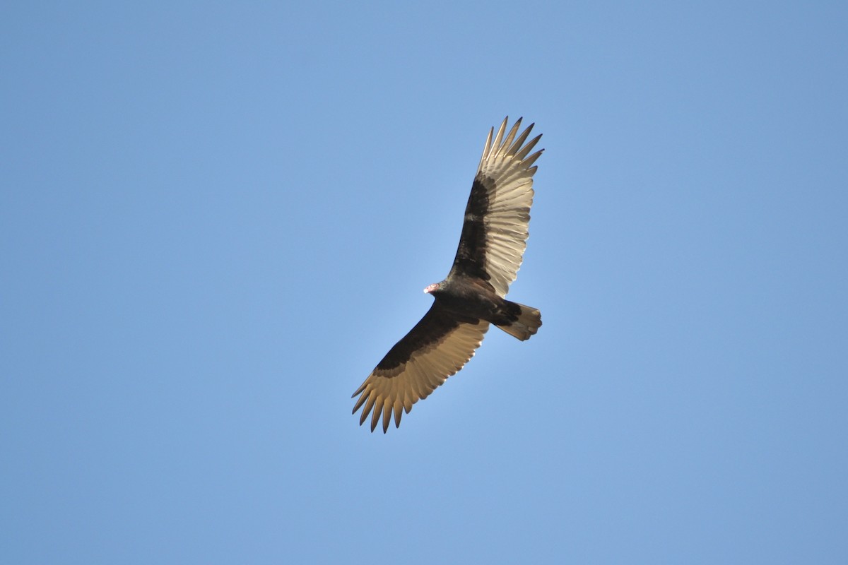 Turkey Vulture - ML645923015