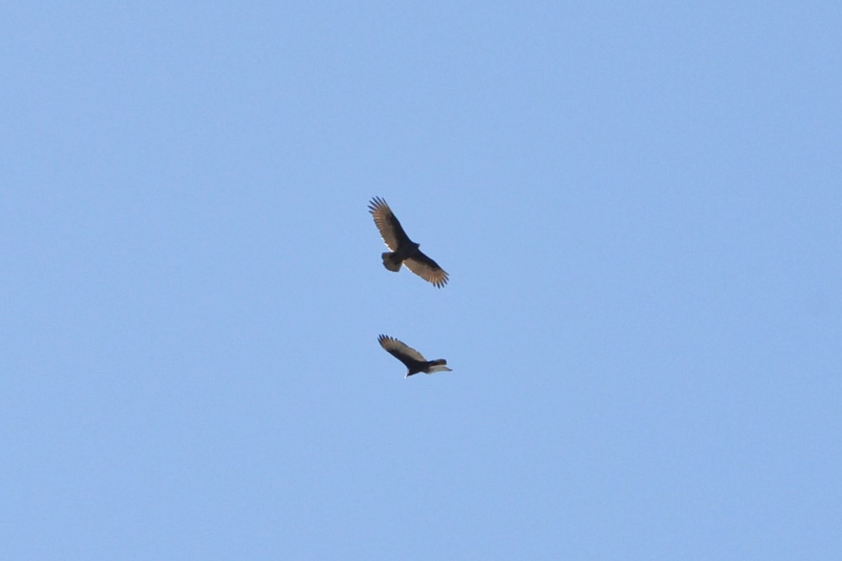 Turkey Vulture - ML645923016