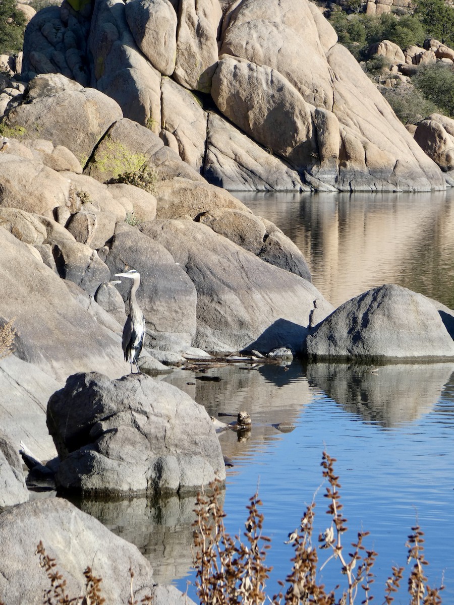 Great Blue Heron - ML645923017