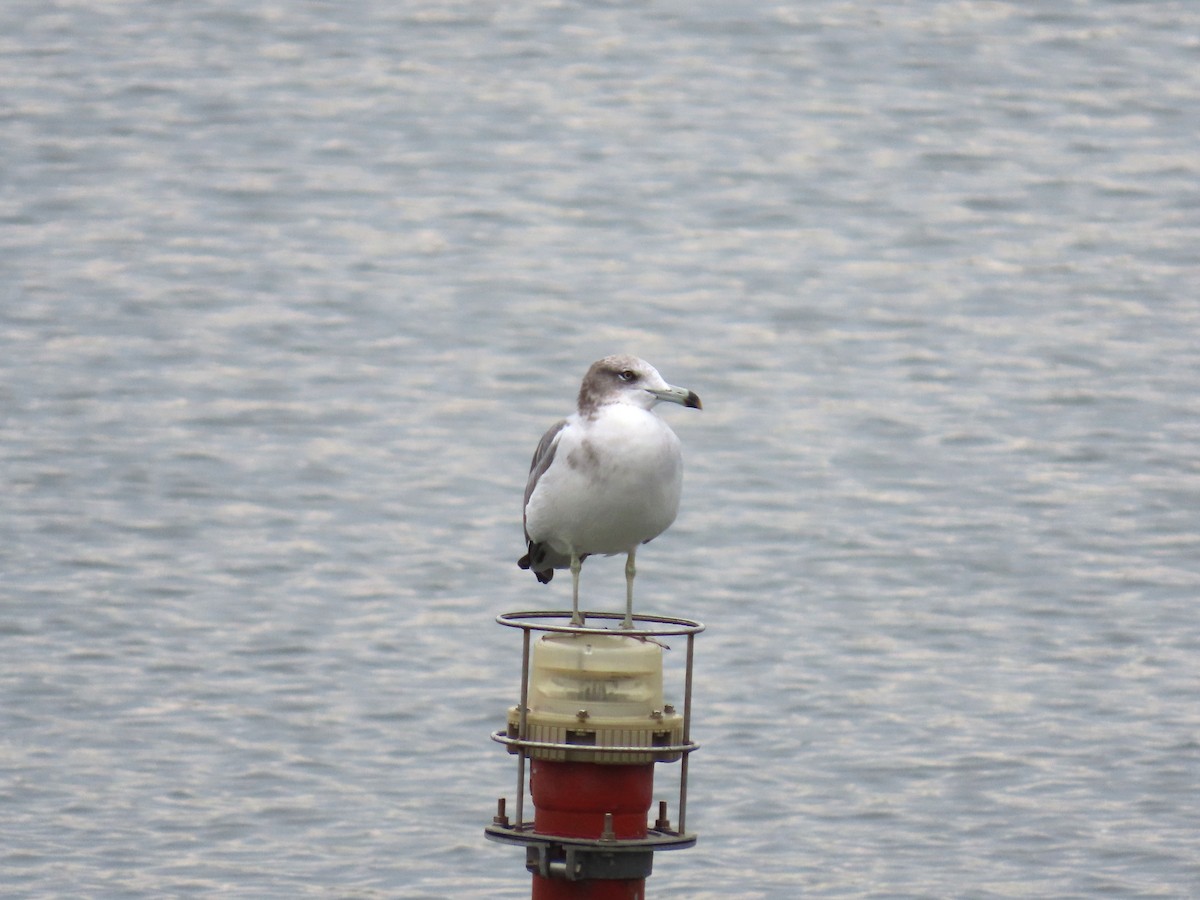 Black-tailed Gull - ML645923018