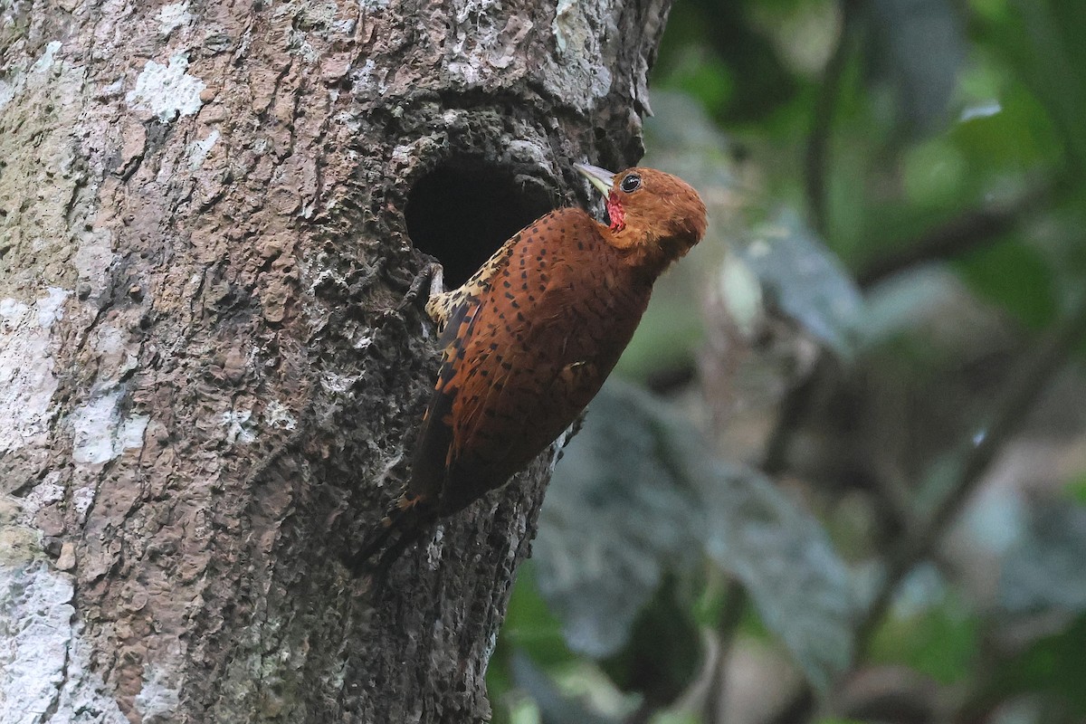 Cinnamon Woodpecker - ML645923019
