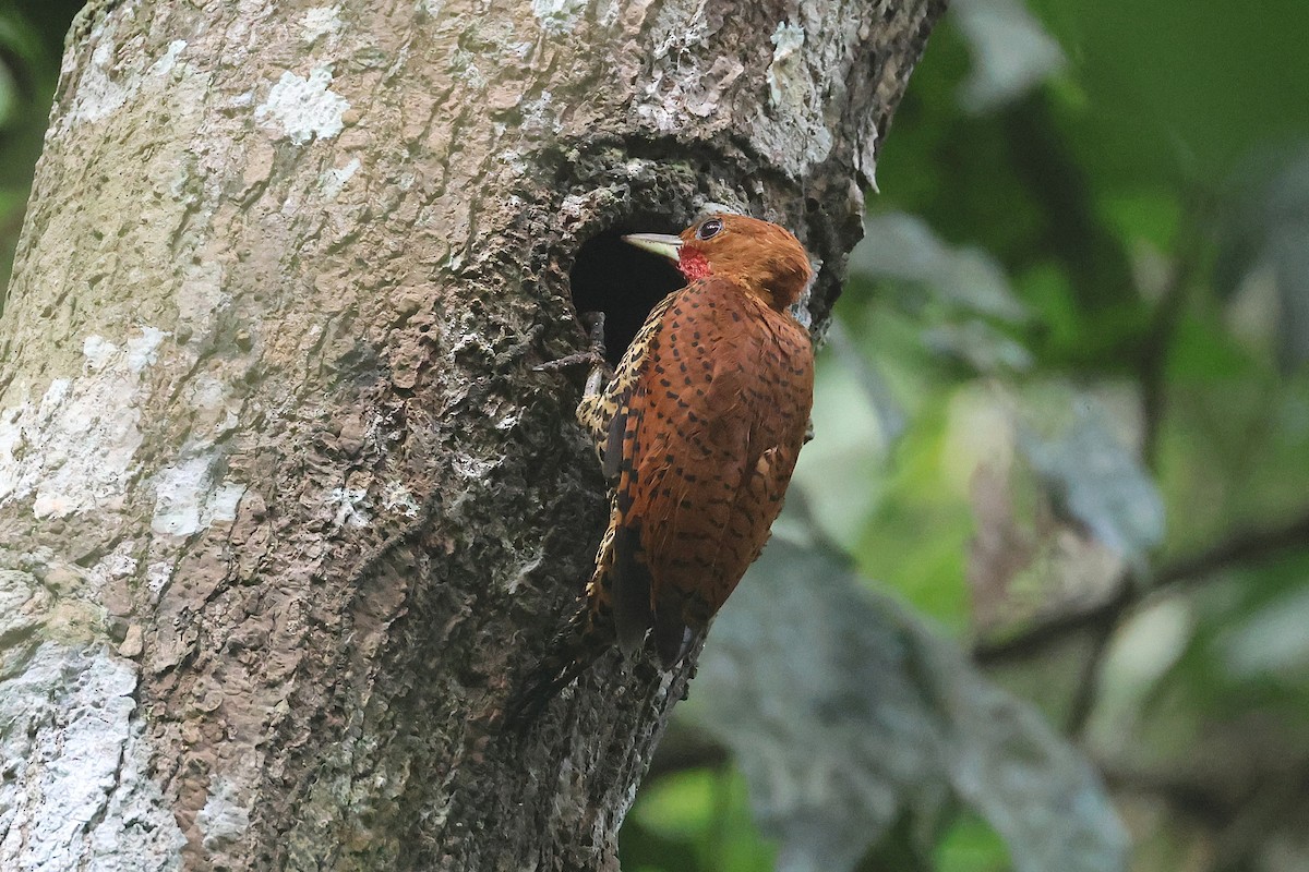 Cinnamon Woodpecker - ML645923020