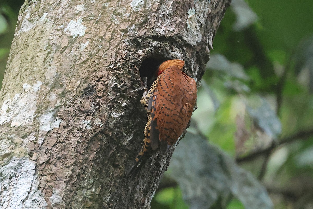 Cinnamon Woodpecker - ML645923021