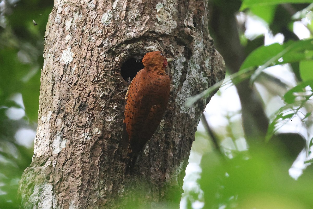 Cinnamon Woodpecker - ML645923022