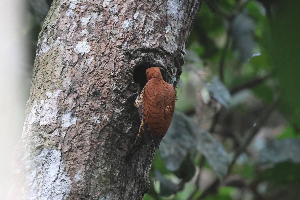 Cinnamon Woodpecker - ML645923023