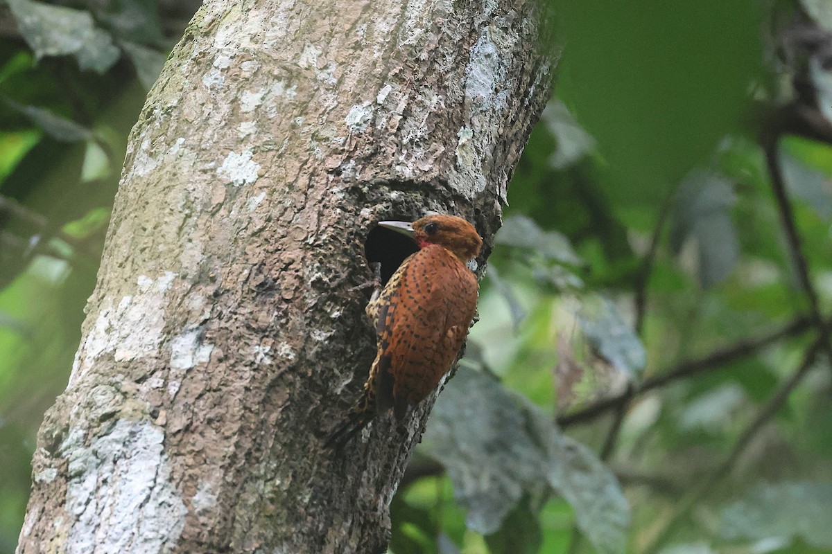Cinnamon Woodpecker - ML645923024