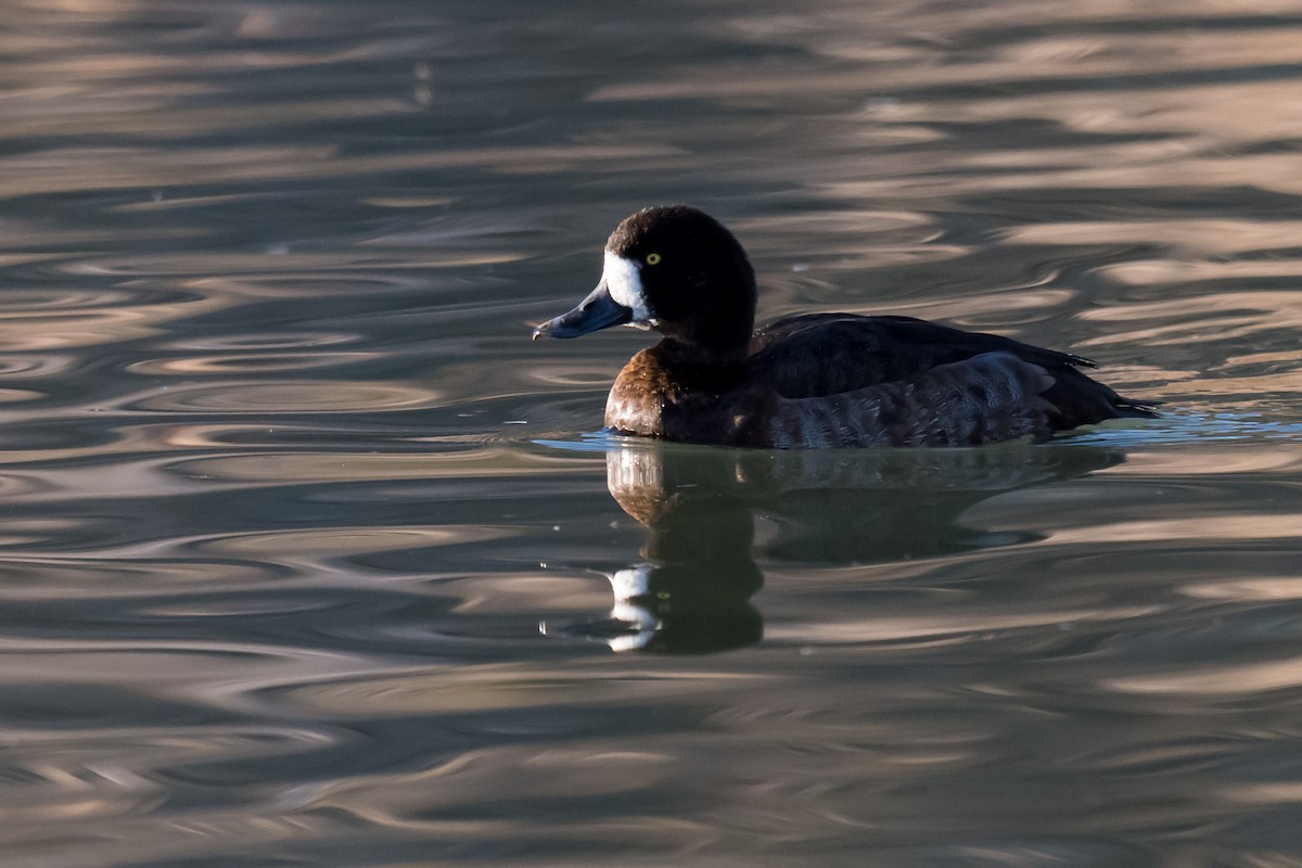 צולל ימי - ML645923025