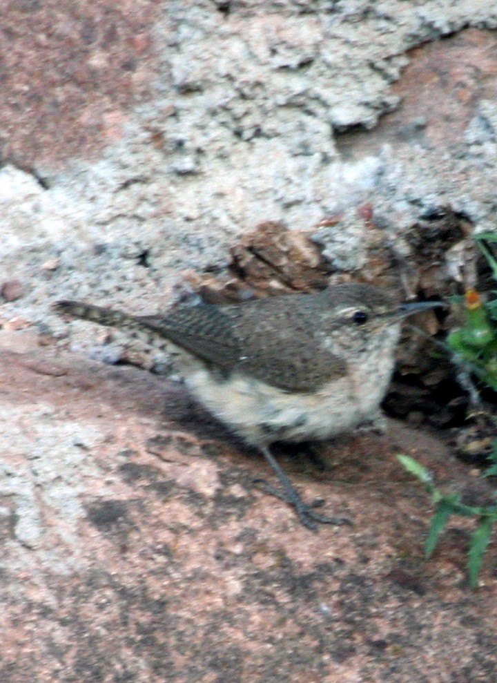 Rock Wren - ML645923026
