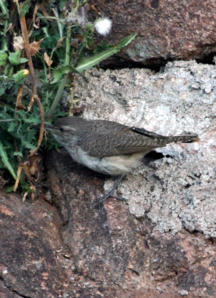Rock Wren - ML645923027