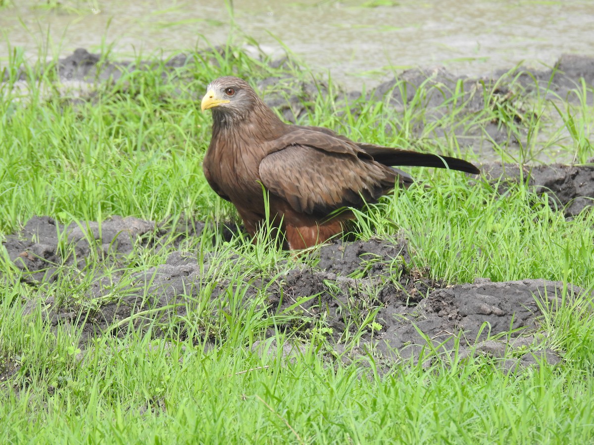 דיה שחורה - ML645923028