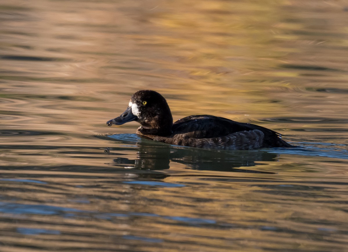 スズガモ - ML645923034