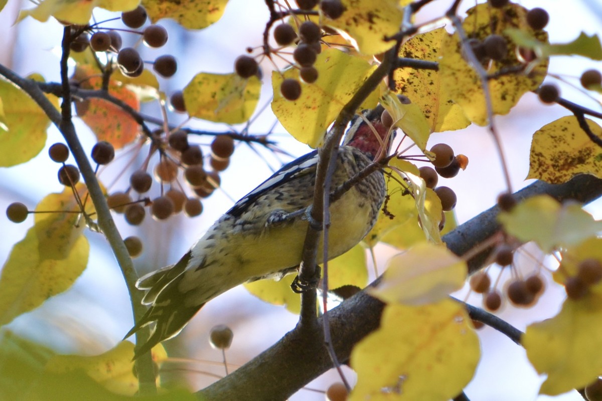 Yellow-bellied Sapsucker - ML645923040
