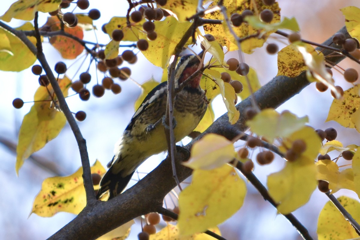 Yellow-bellied Sapsucker - ML645923041