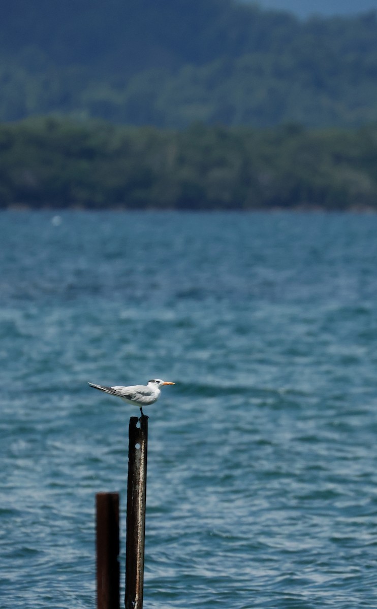 Royal Tern - ML645923044