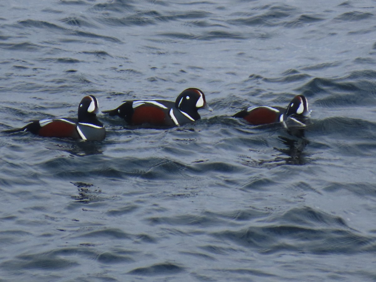 Harlequin Duck - ML645923046