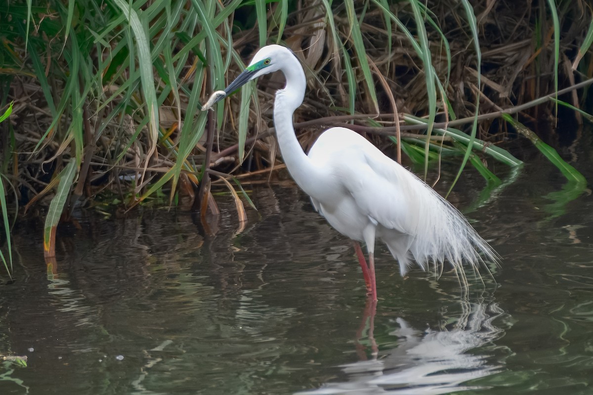 Great Egret - ML645923048