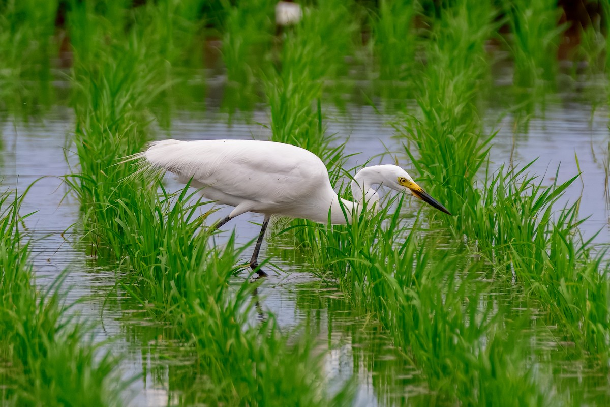 Great Egret - ML645923049