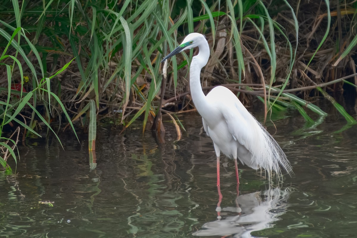 Great Egret - ML645923050