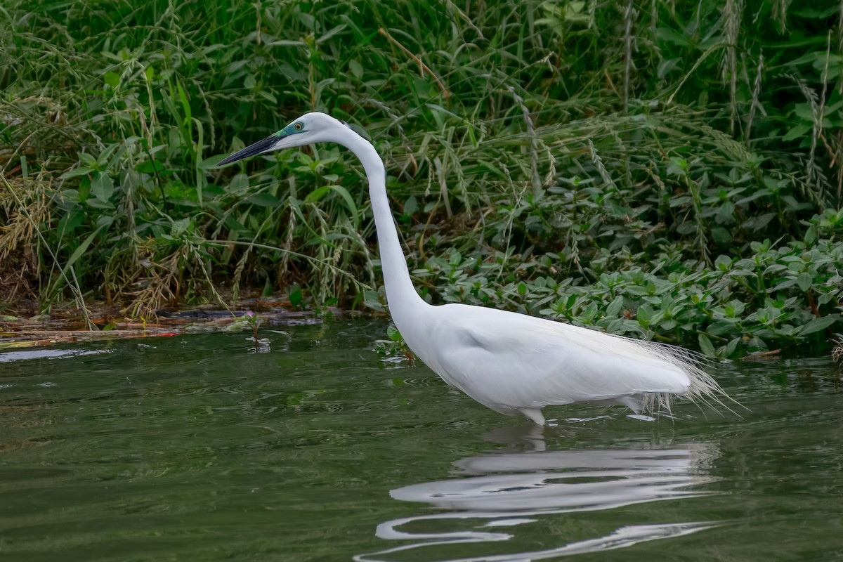 Great Egret - ML645923051