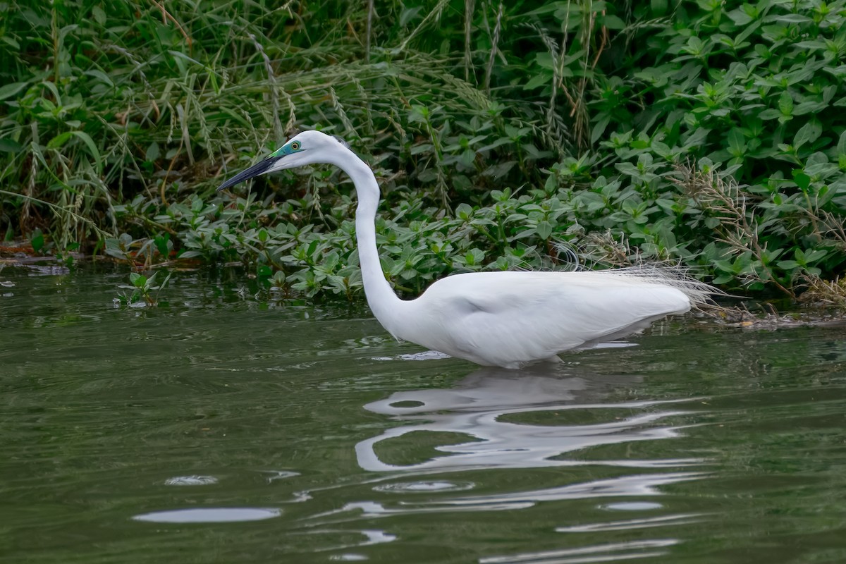 Great Egret - ML645923052