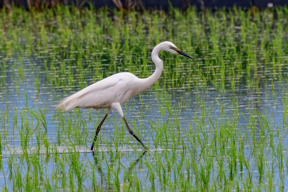 Great Egret - ML645923053
