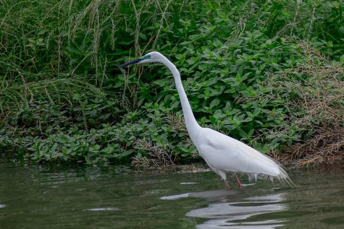Great Egret - ML645923054