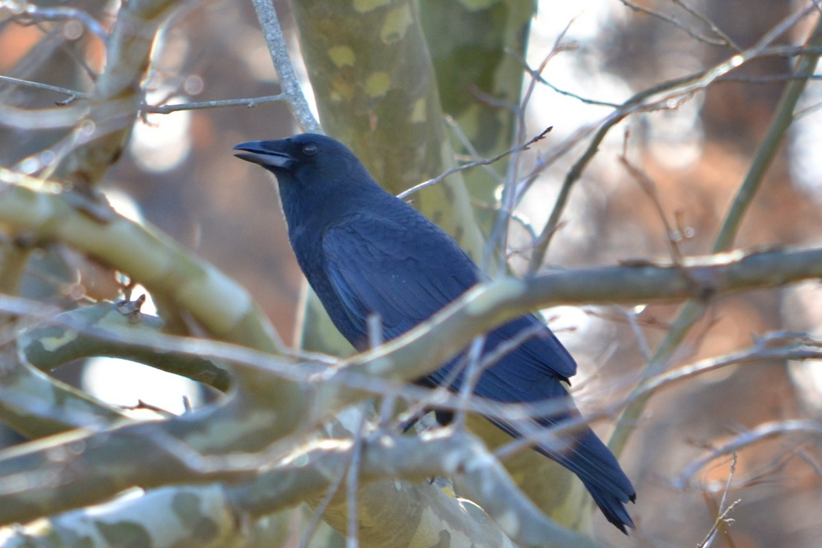 American Crow - ML645923061