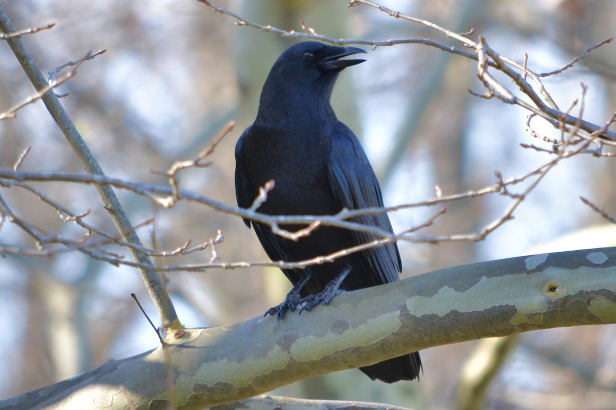 American Crow - ML645923062