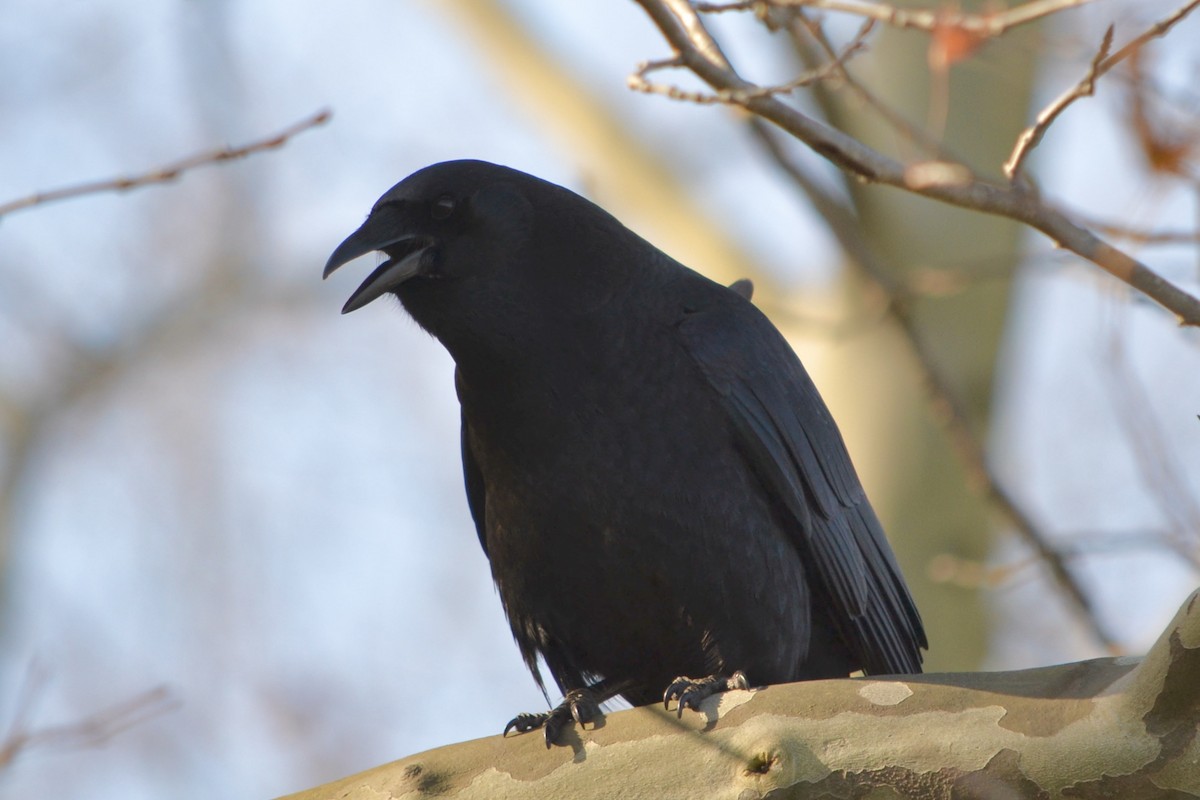American Crow - ML645923064