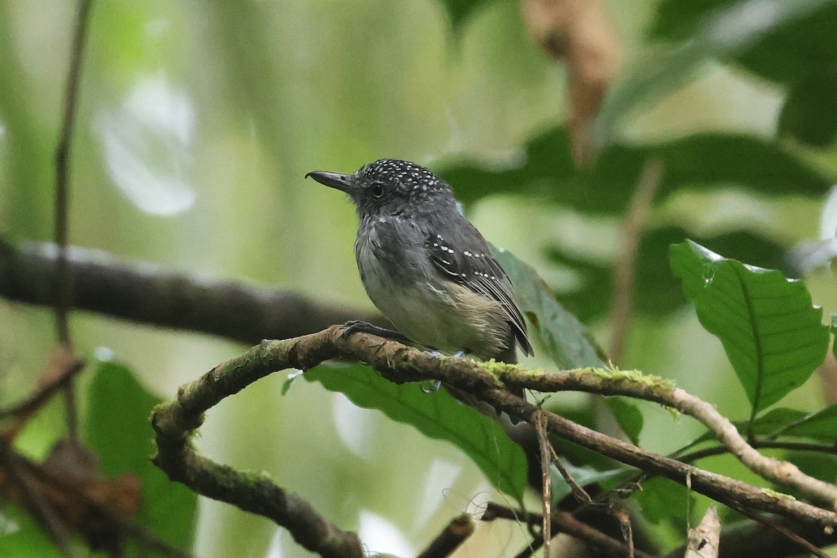 Batara ponctué - ML645923072