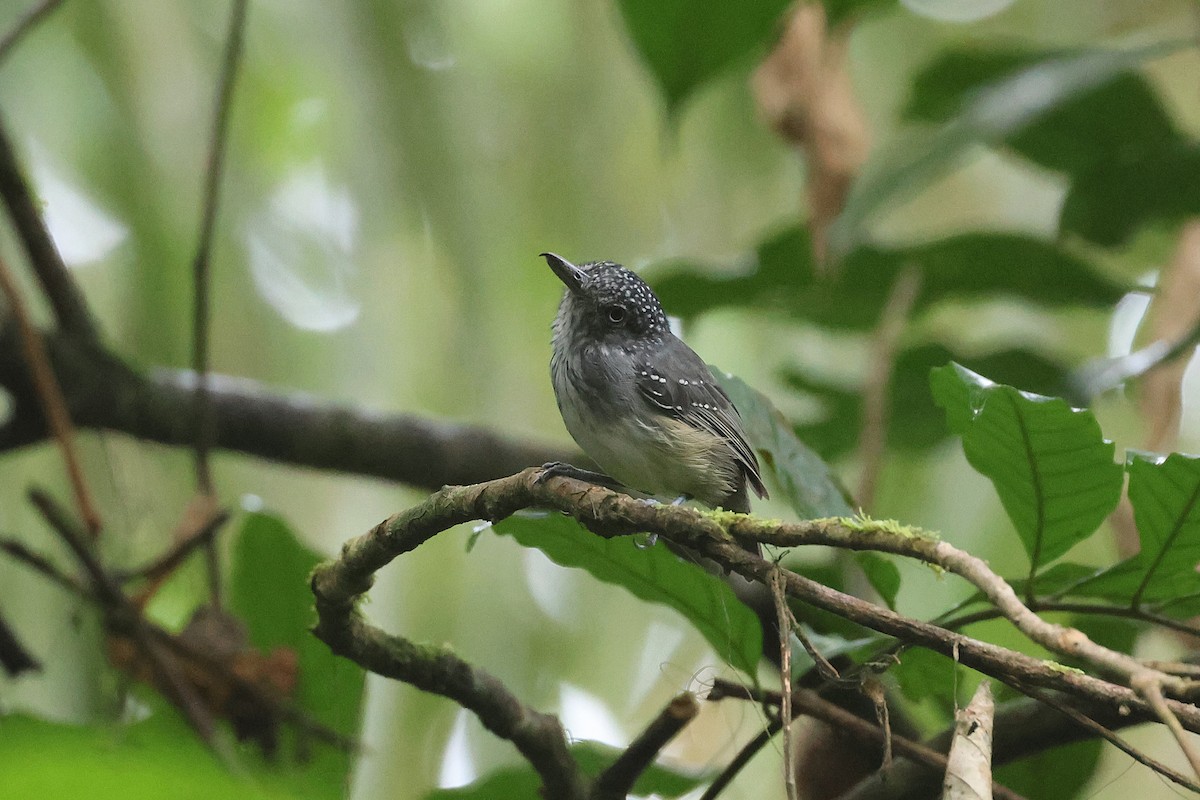 Batara ponctué - ML645923073