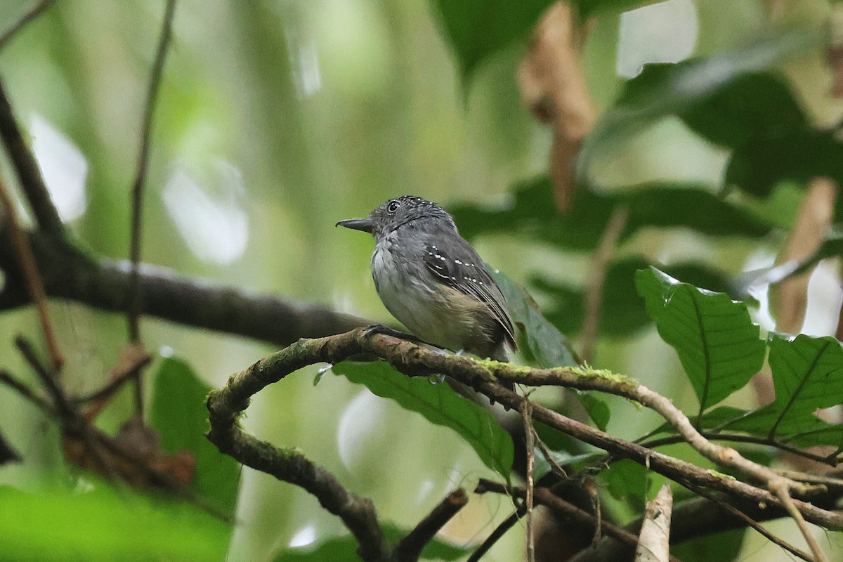 Batara ponctué - ML645923074