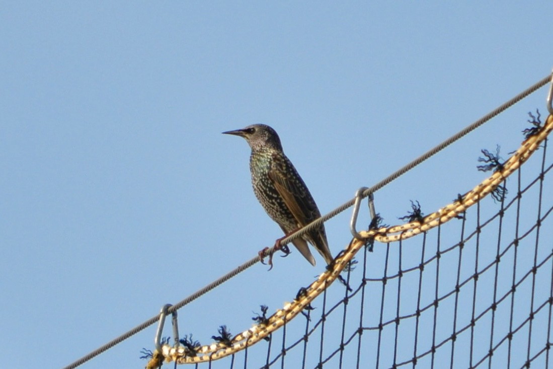 European Starling - ML645923078