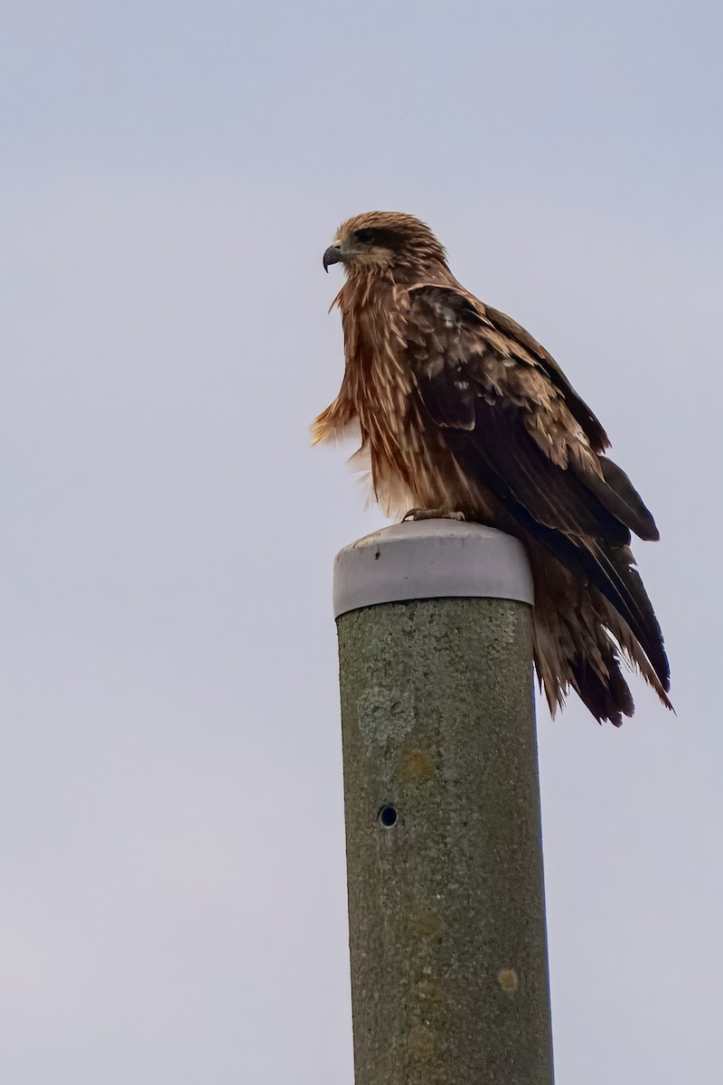Black Kite - ML645923079
