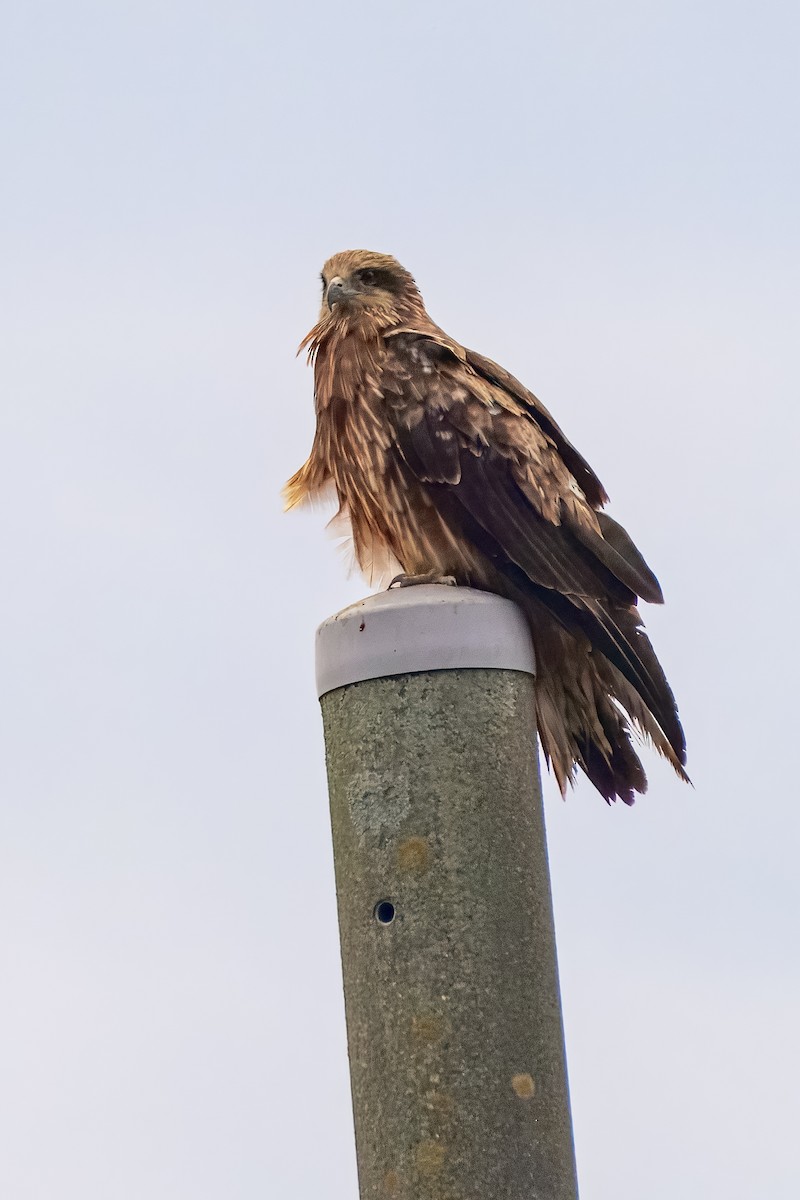 Black Kite - ML645923080