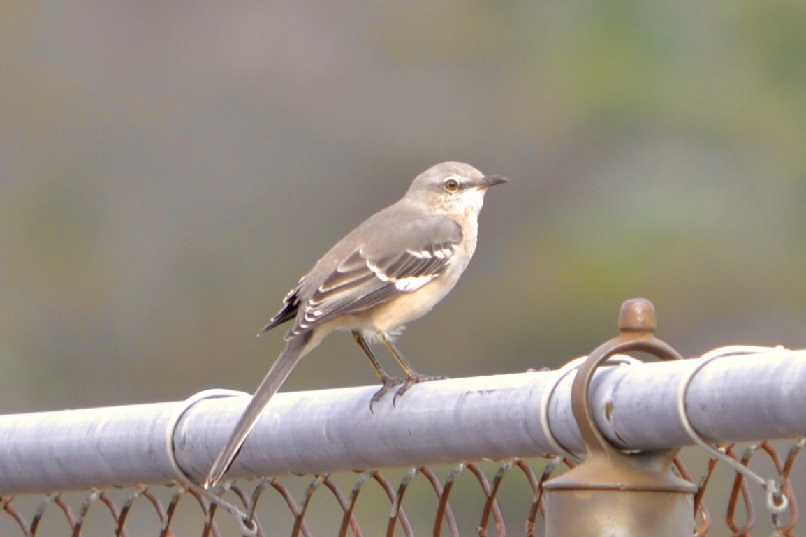 Northern Mockingbird - ML645923088