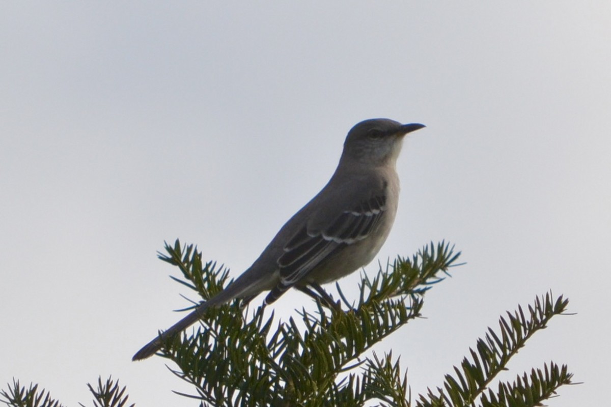 Northern Mockingbird - ML645923090