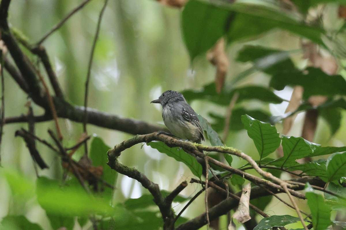 Batara ponctué - ML645923097