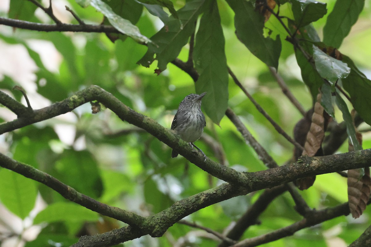 Batara ponctué - ML645923099