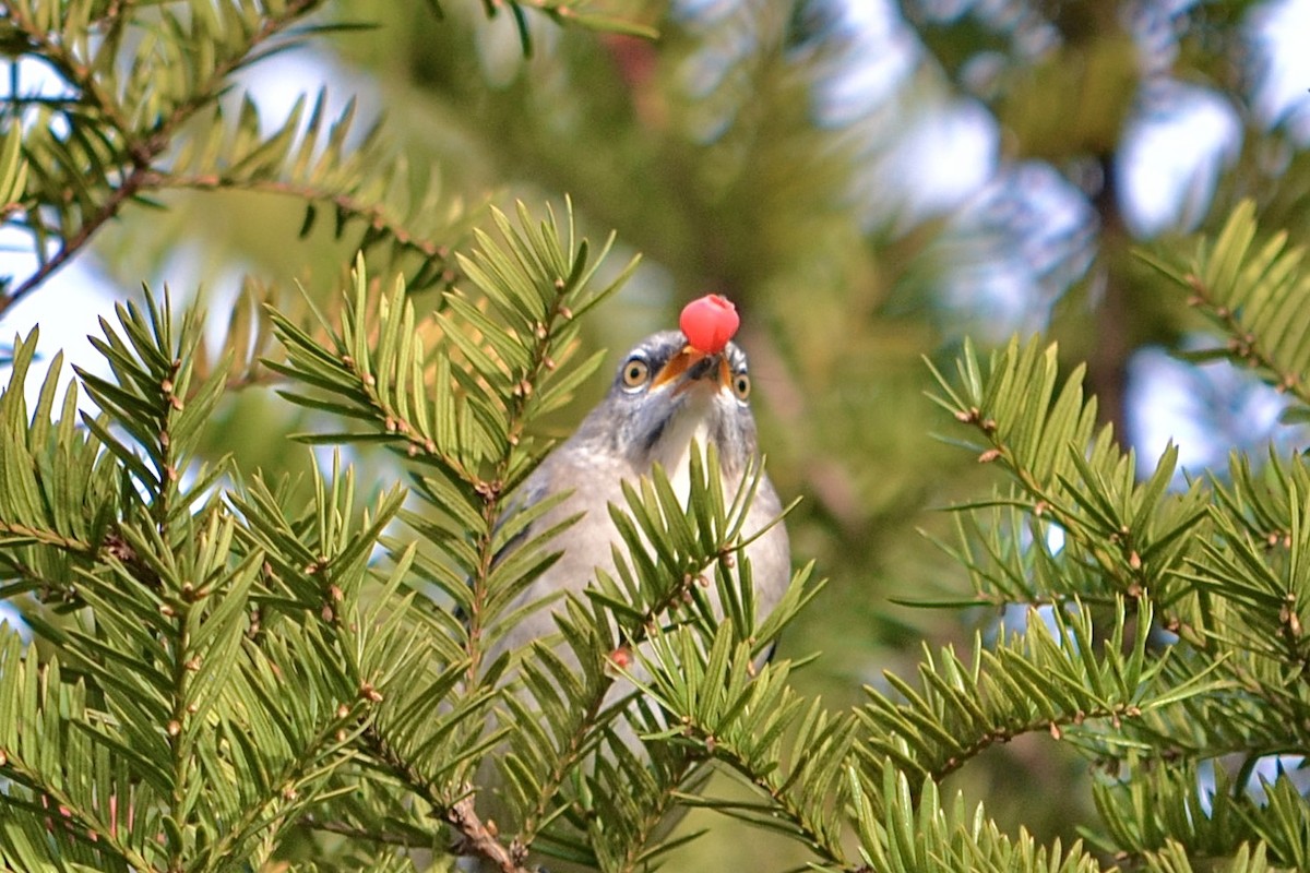 Northern Mockingbird - ML645923104