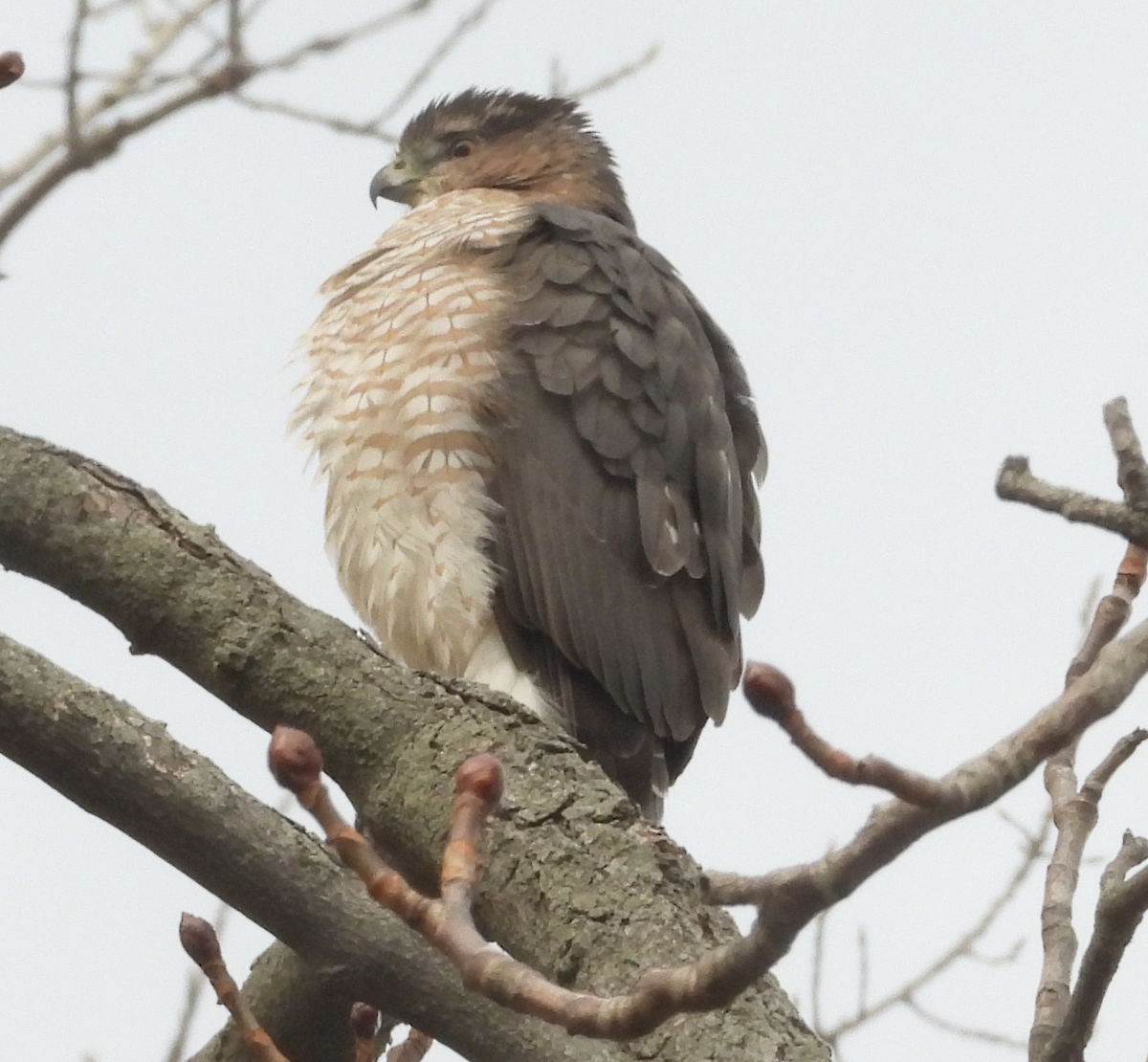 Cooper's Hawk - ML645923107