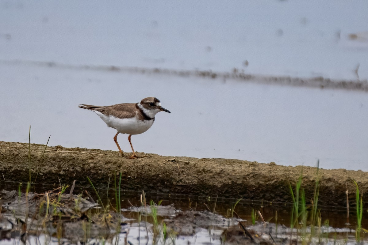 Long-billed Plover - ML645923111