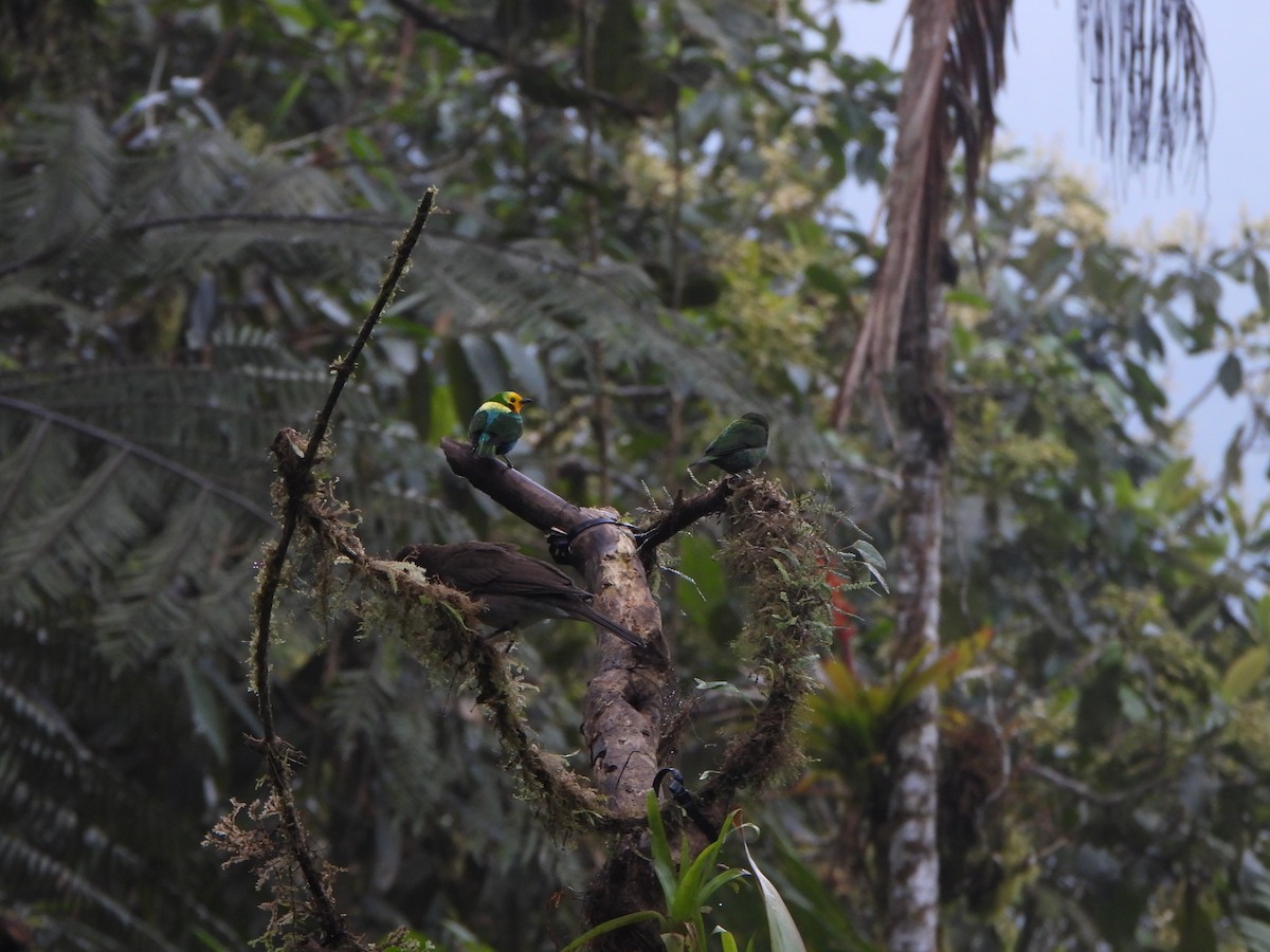 Schwarzohr-Bunttangare - ML645923115