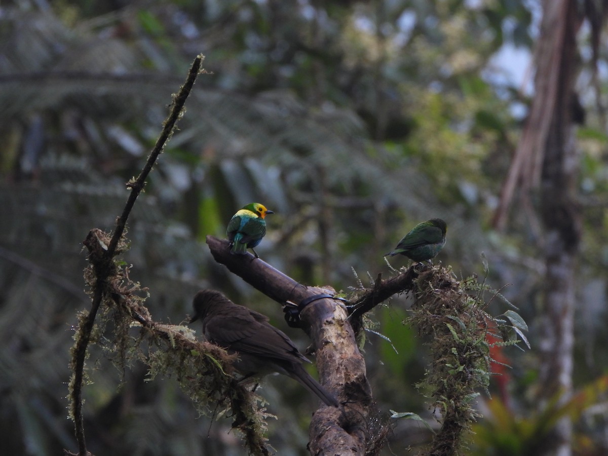 Schwarzohr-Bunttangare - ML645923117