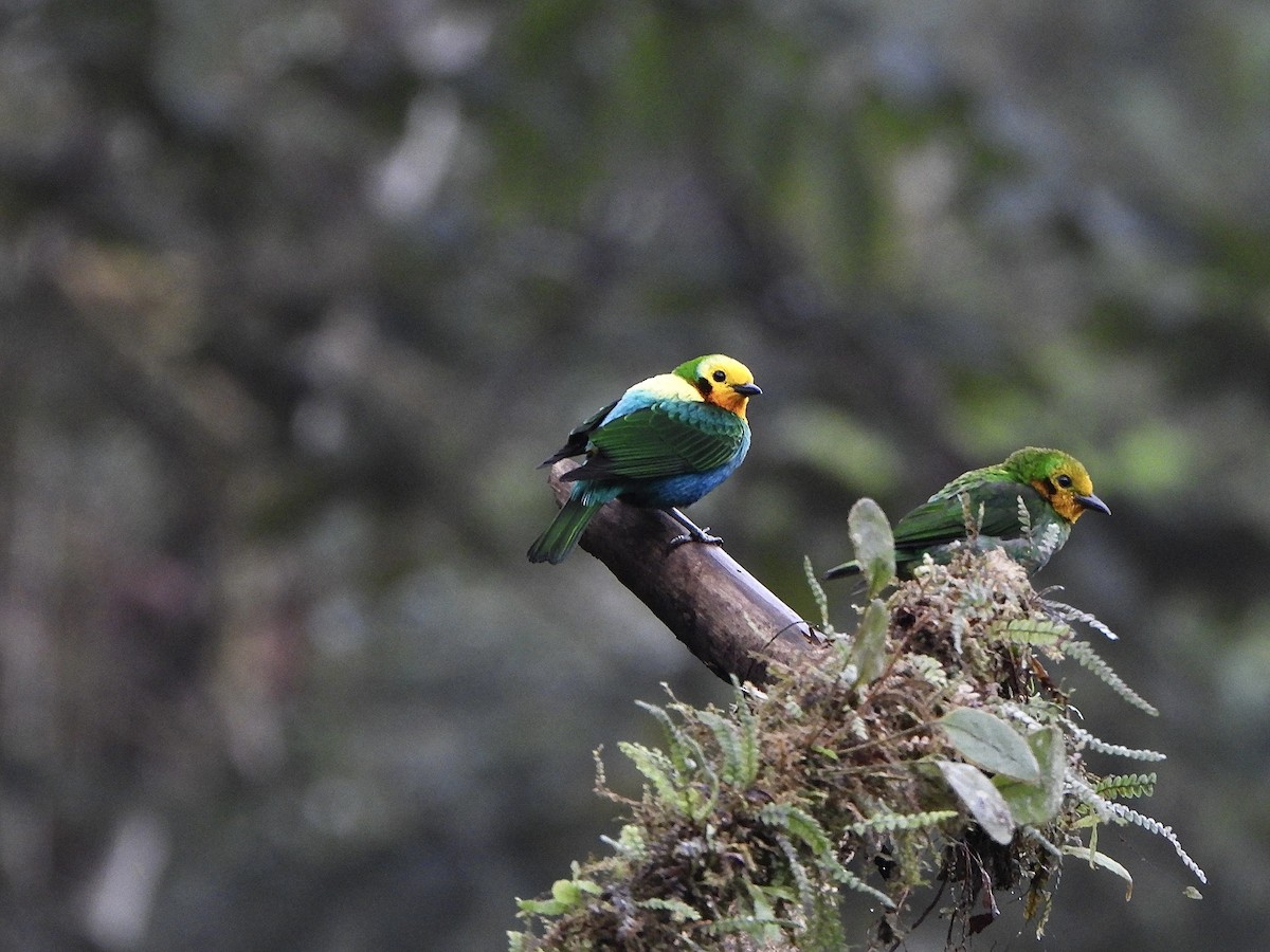 Schwarzohr-Bunttangare - ML645923122