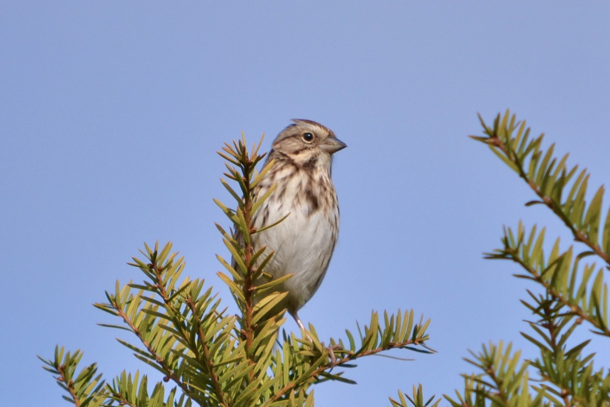 Song Sparrow - ML645923124