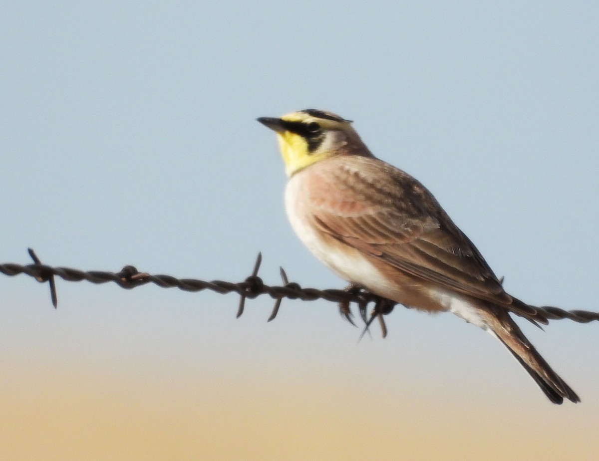 Жайворонок рогатий - ML645923132