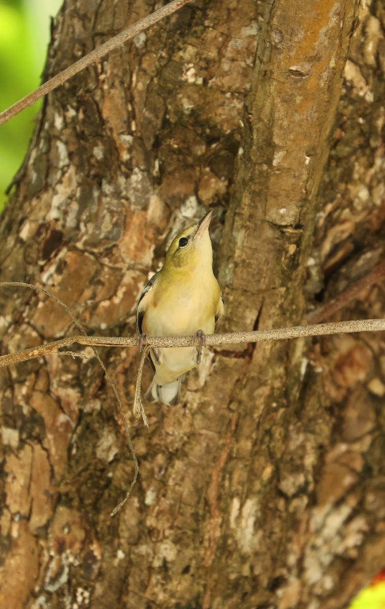 Bay-breasted Warbler - ML645923136