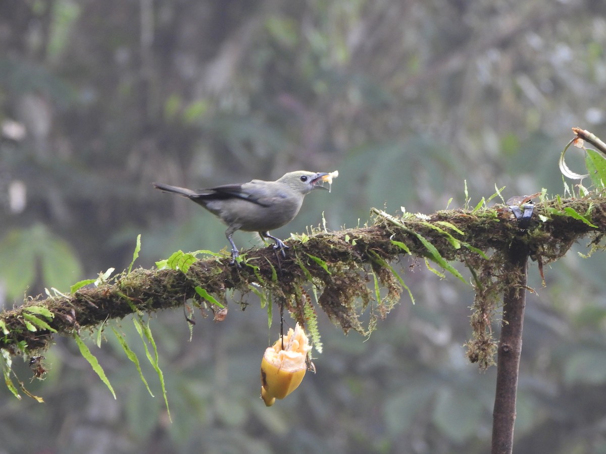 palmetanagar - ML645923154